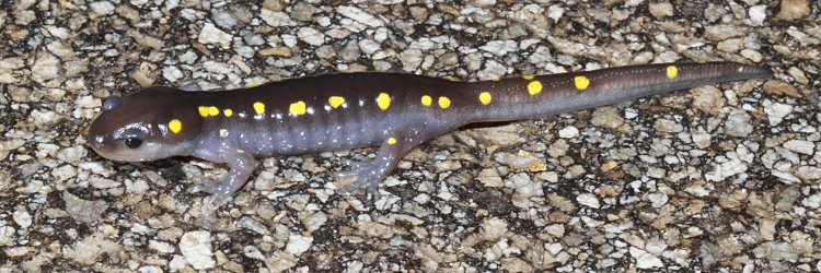The Yellow-Spotted Salamander (Ambystoma maculatum) Care and Info – Crazy  Plants Crazy Critters