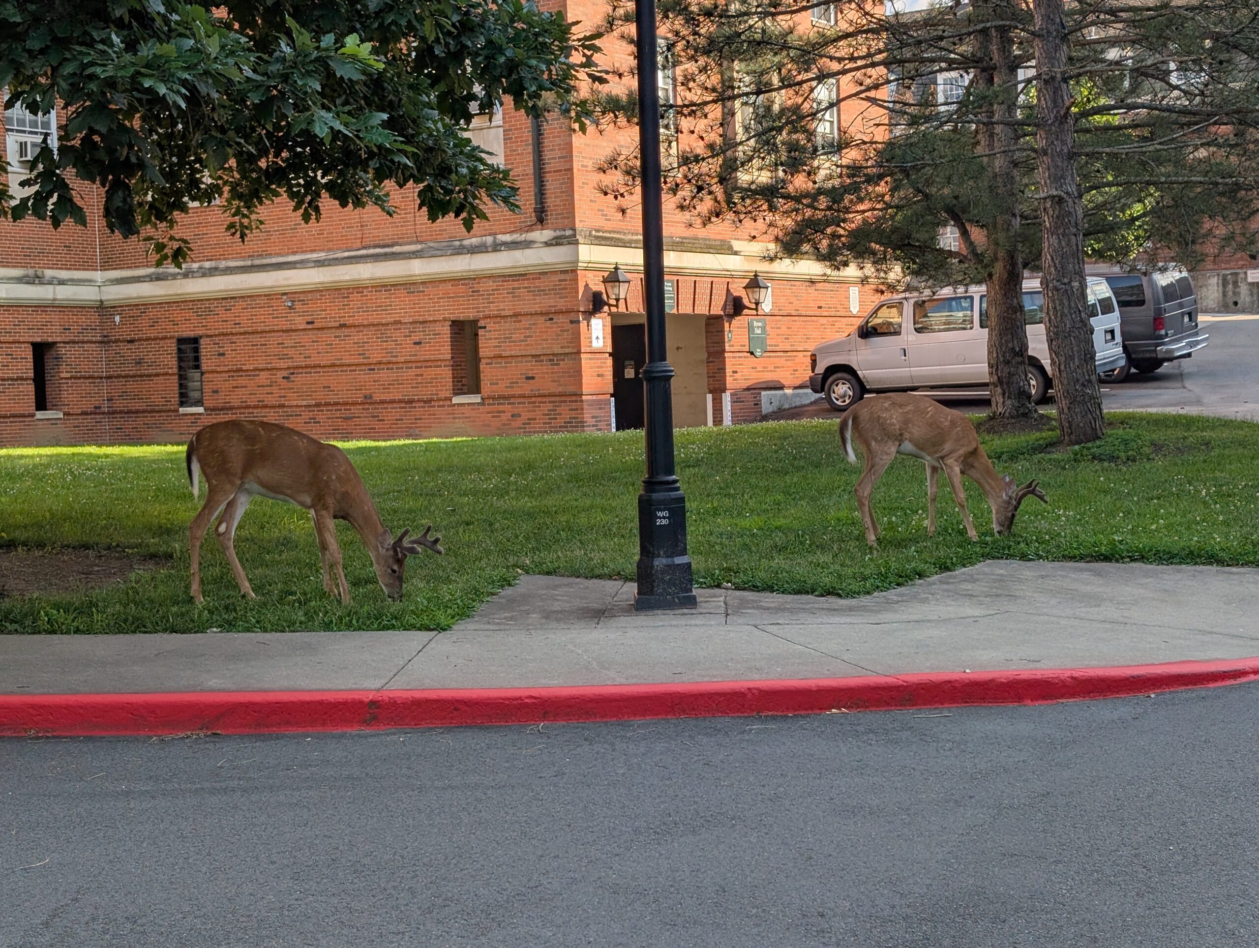 Young bucks grazing on campus