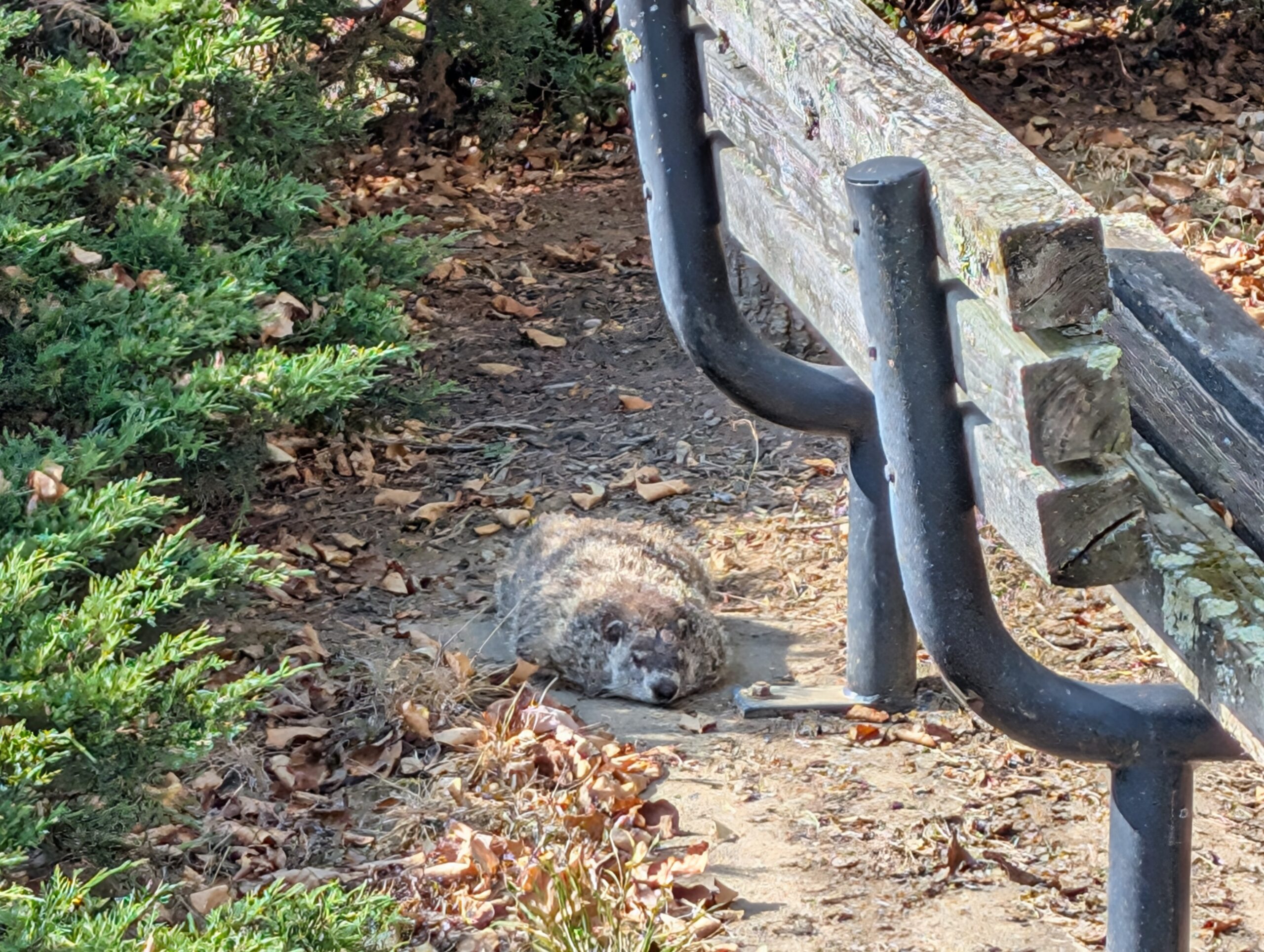 Groundhog sploot!