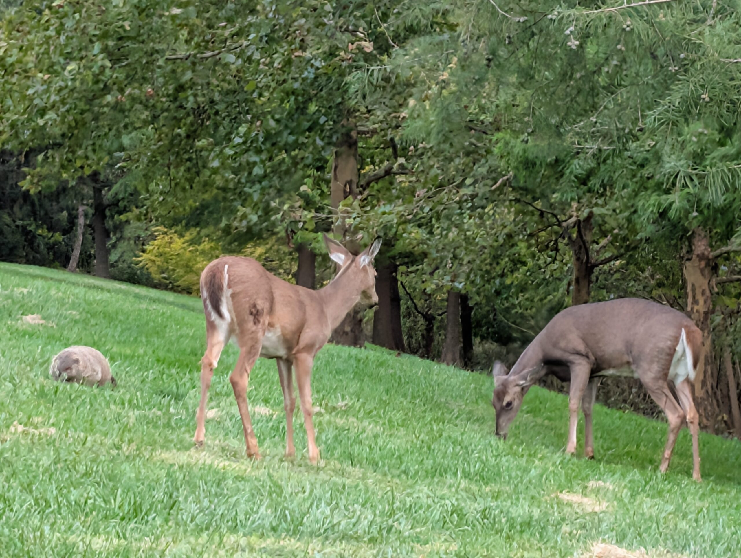 Deer and groundhog