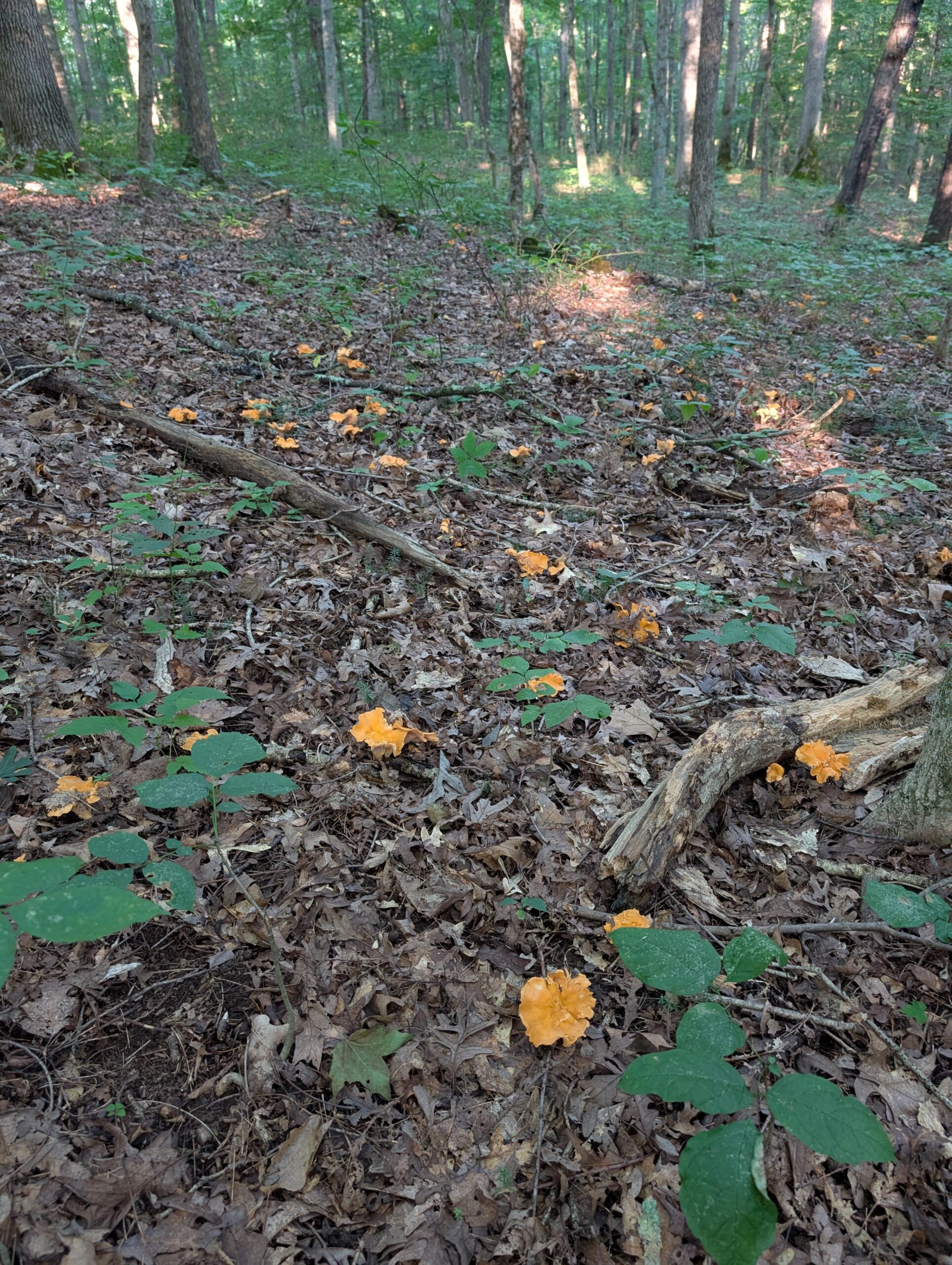 Golden chanterelle mushrooms everywhere