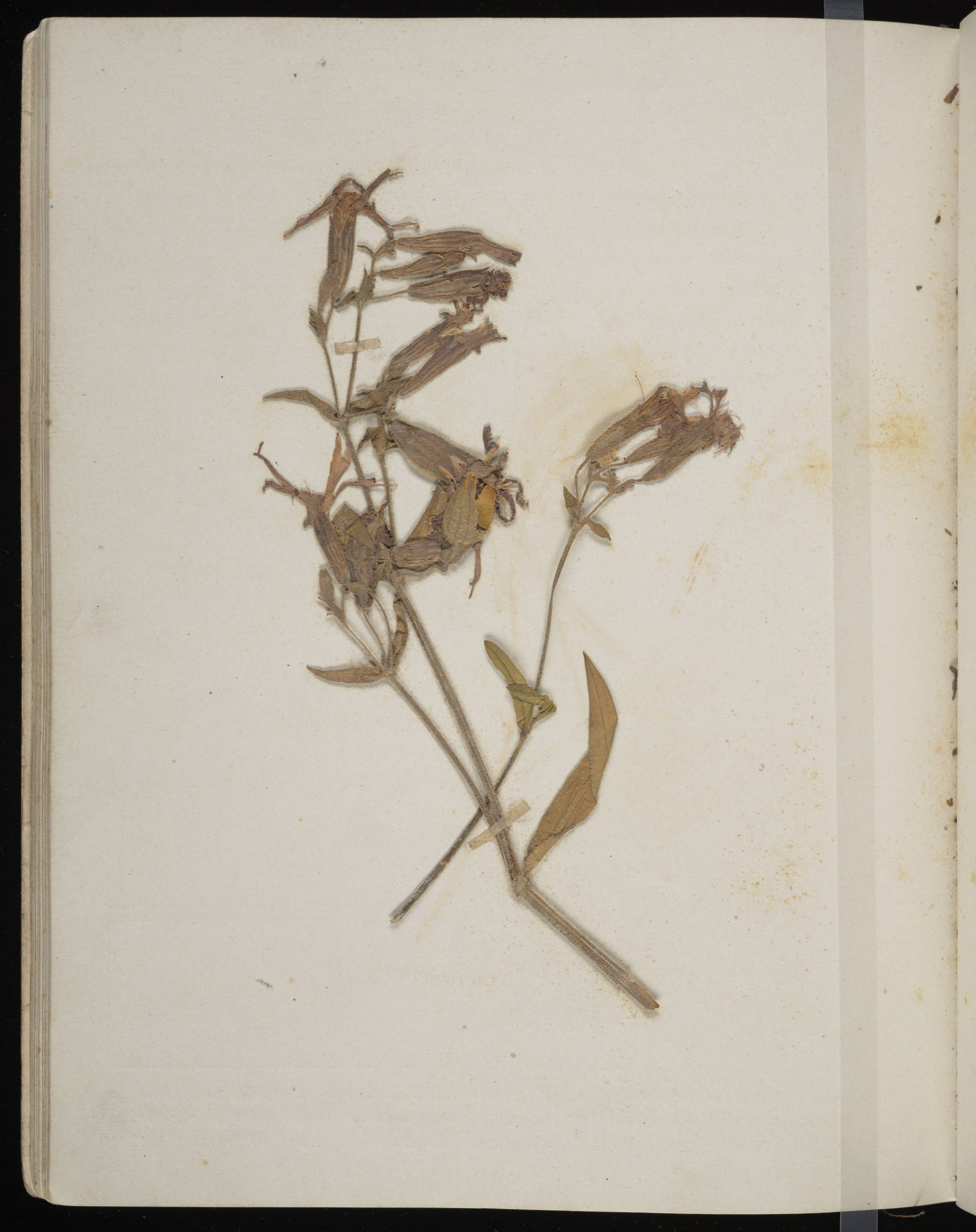 Pressed Common Yellow Woodsorrel (Oxalis stricta) from the Walter Alexander Herbarium & Plant Analysis Notebook