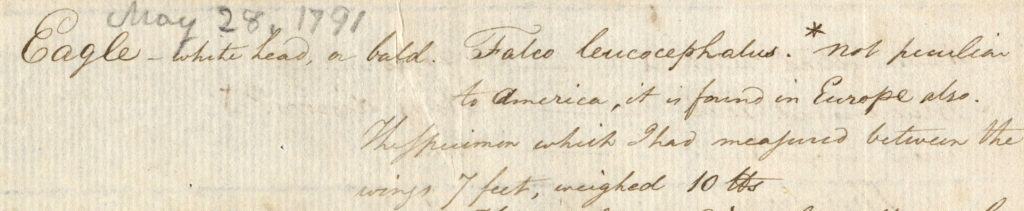Cursive handwritten text describing bald eagle specimen recorded by Manasseh Cutler in 1791