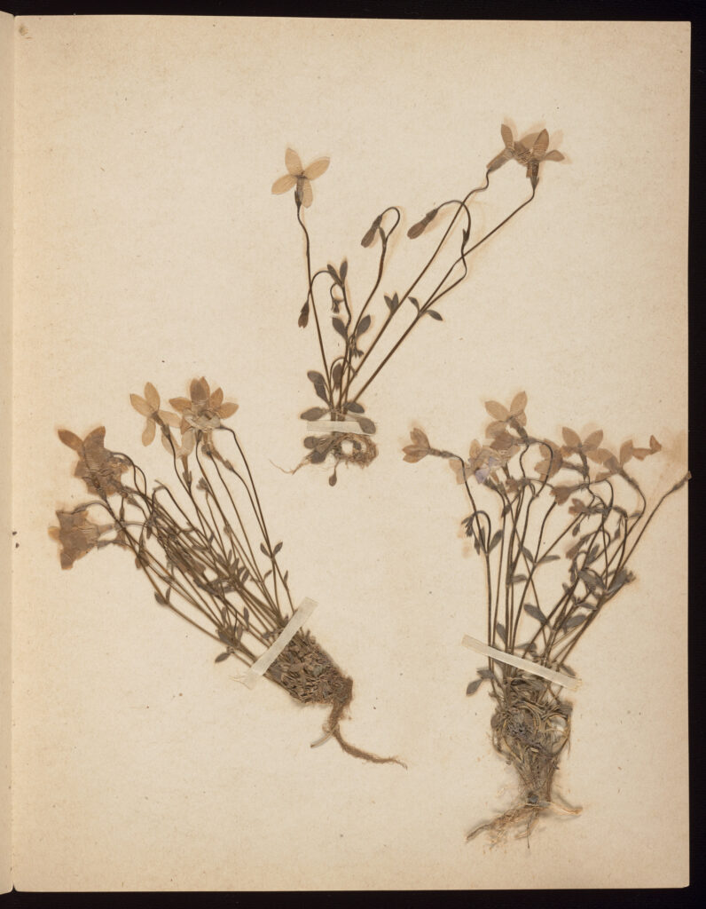 Pressed plants with white flowers taped to herbarium page