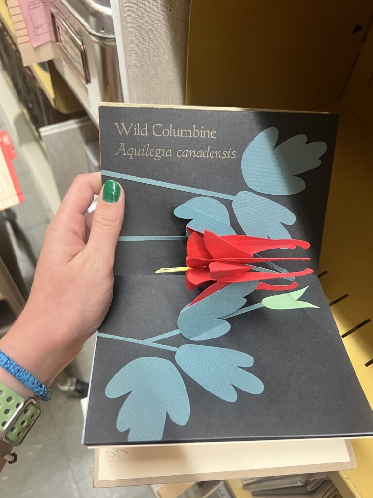 A page from a pop-up artist book of a Wild Columbine flower in blue and red. 