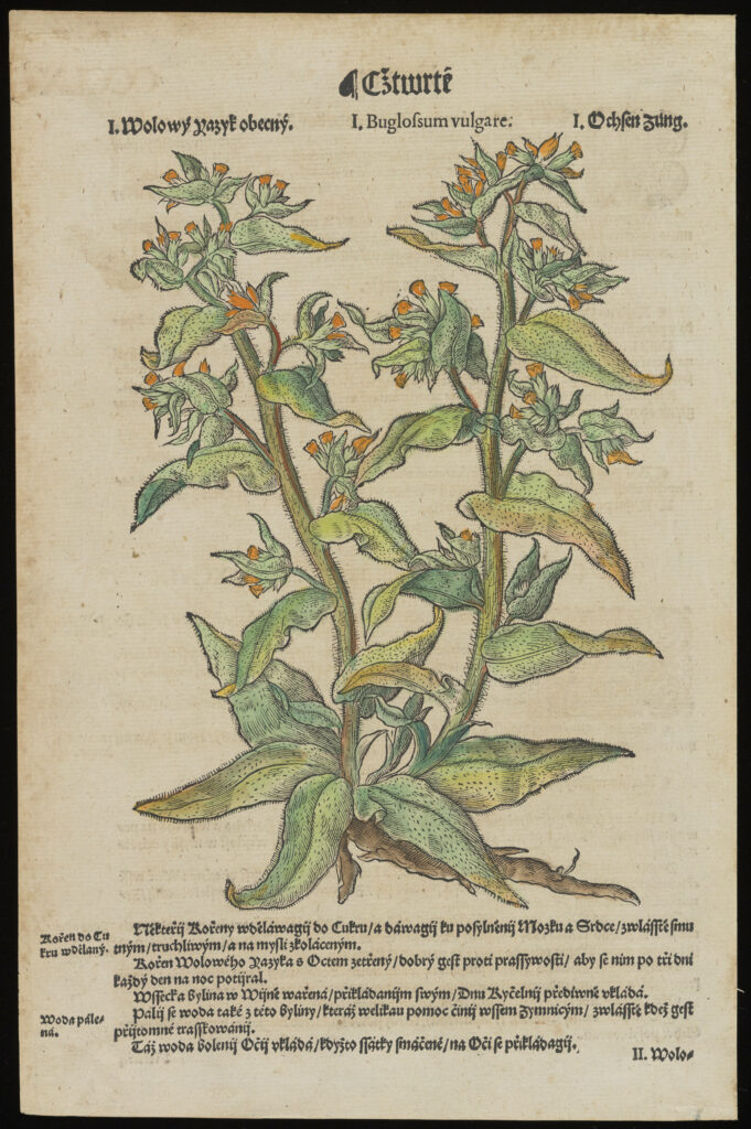 A hand-colored woodcut of a plant from Commentarii in sex Libros Dedacii Dioscorides, 1562