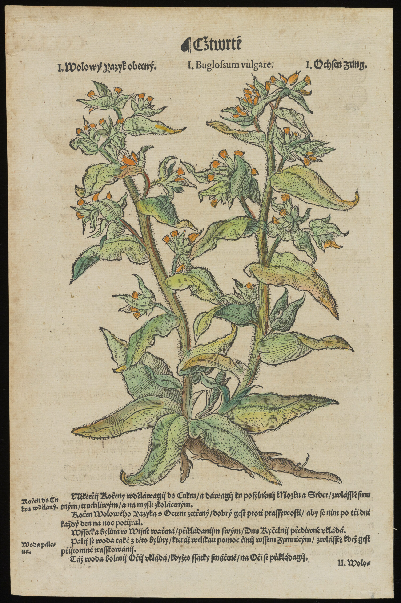 Plants and Printing: 1485-1925, An Exhibit