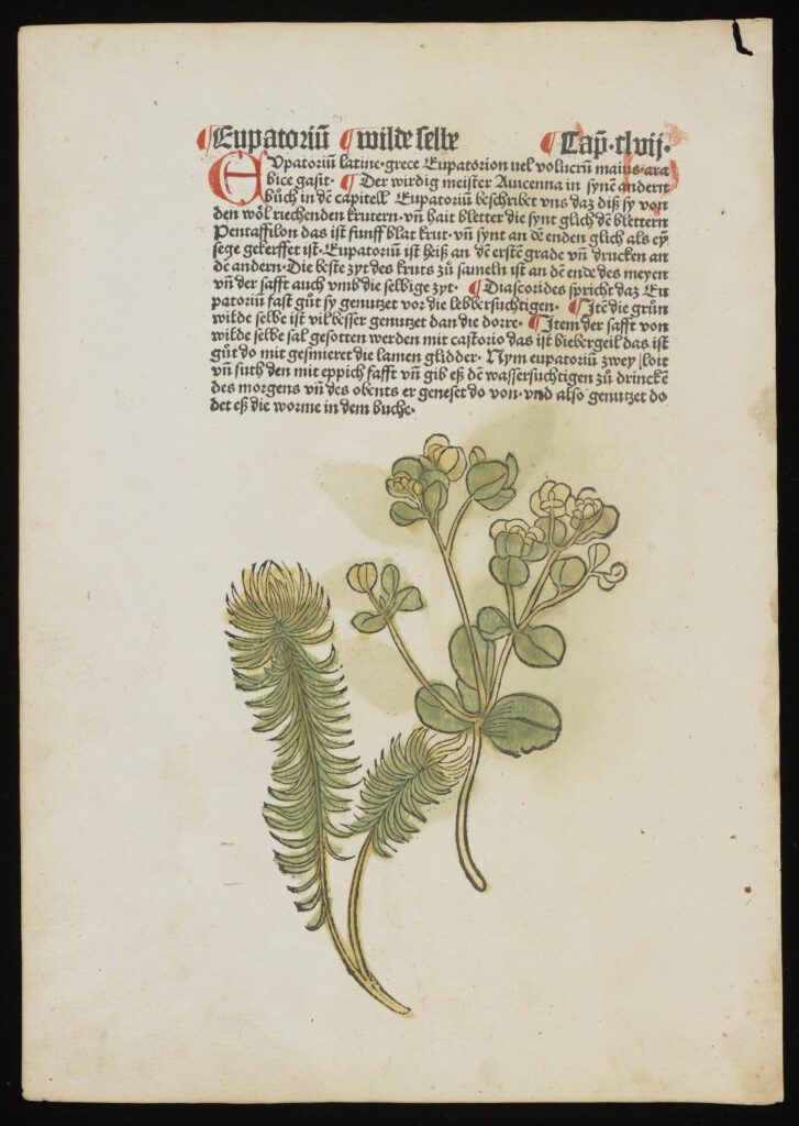 Colored woodcut image of two plants from Gart der Gesundheit, 1485