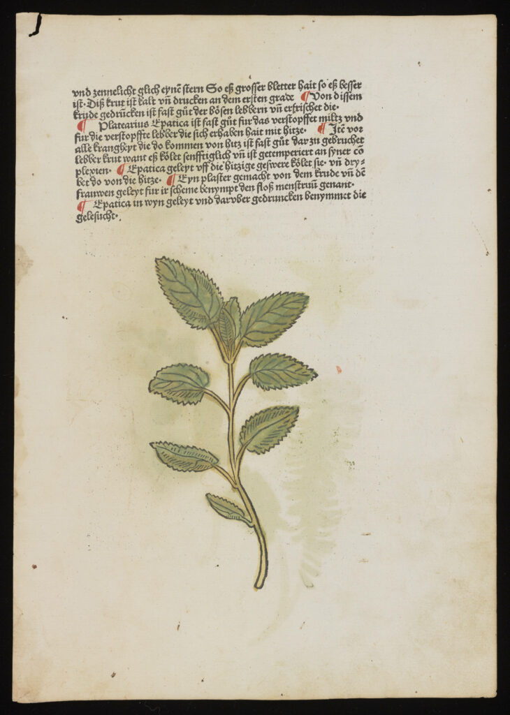 Hand-colored woodcut of a plant from Gart Der Gesundheit, 1485