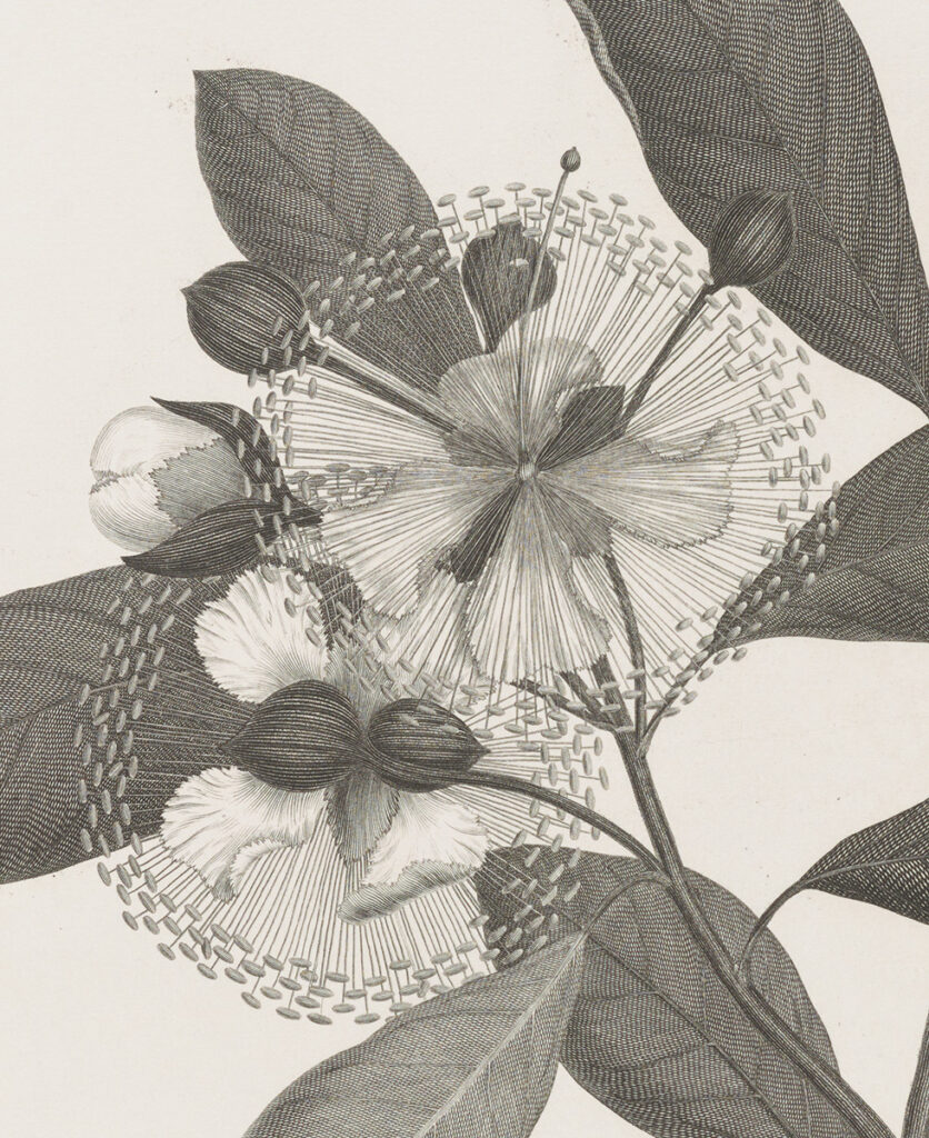 Detailed engraving of an ornate flowering plant