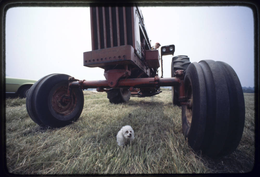 Small poodle in a field beneath a large tractor
