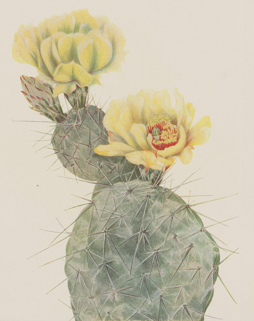 Illustration of pricklypear cactus with flower buds and yellow blossoms
