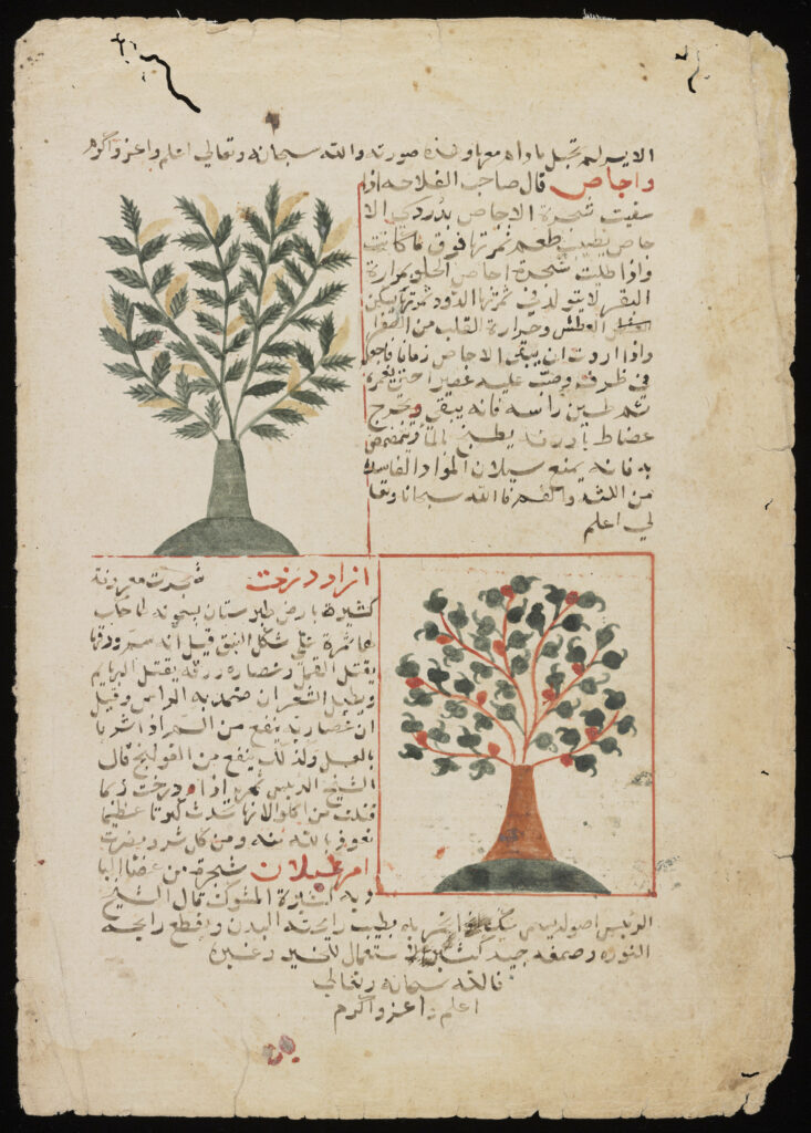 Farfel leaf 441: `Aja'ib al-Makhluqat wa Ghara'ib al-Mawjudat (The Wonders of Creation and the Oddities of Existence), Iran, 1600s