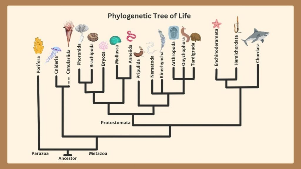 Phylogenetic tree noting relationships among major animal phyla. Kaycee Scott created this figure as described below. Photo courtesy of GEOL 4900 students.