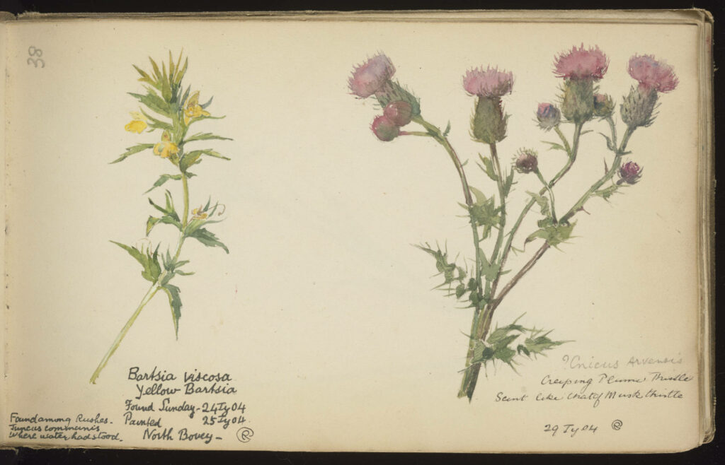 Page in open book with watercolor sketch of two plant specimens, one with yellow flowers and the other with purple flowers, each with a handwritten caption