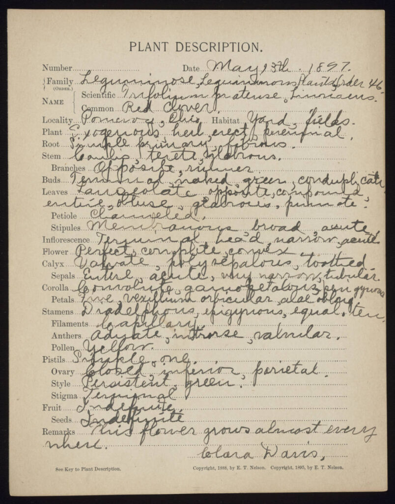 Plant description form with handwritten notes and details pertaining to red clover