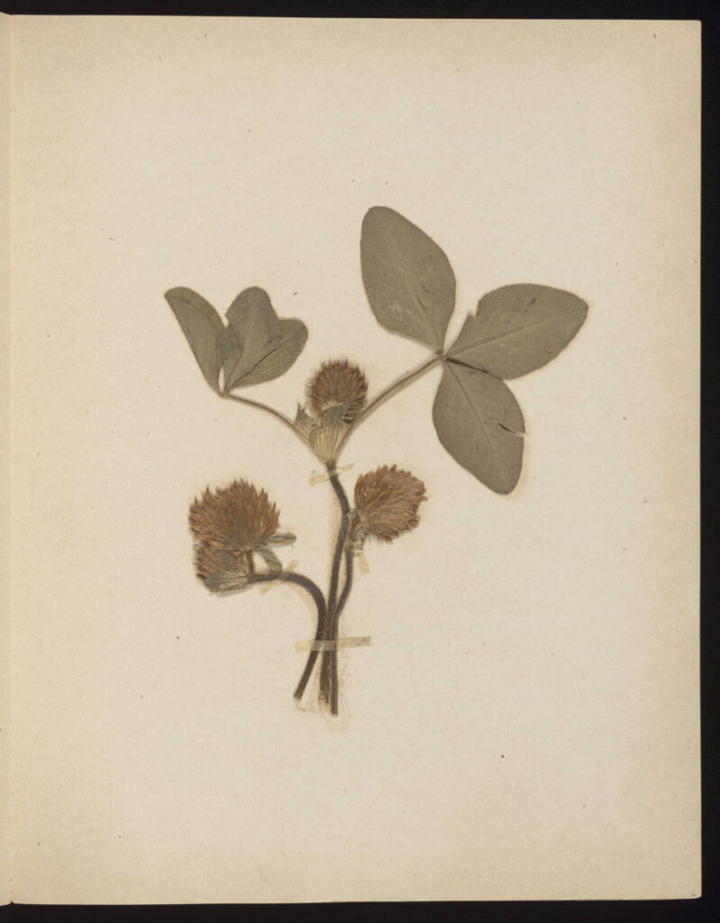 Pressed and mounted red clover specimen on paper