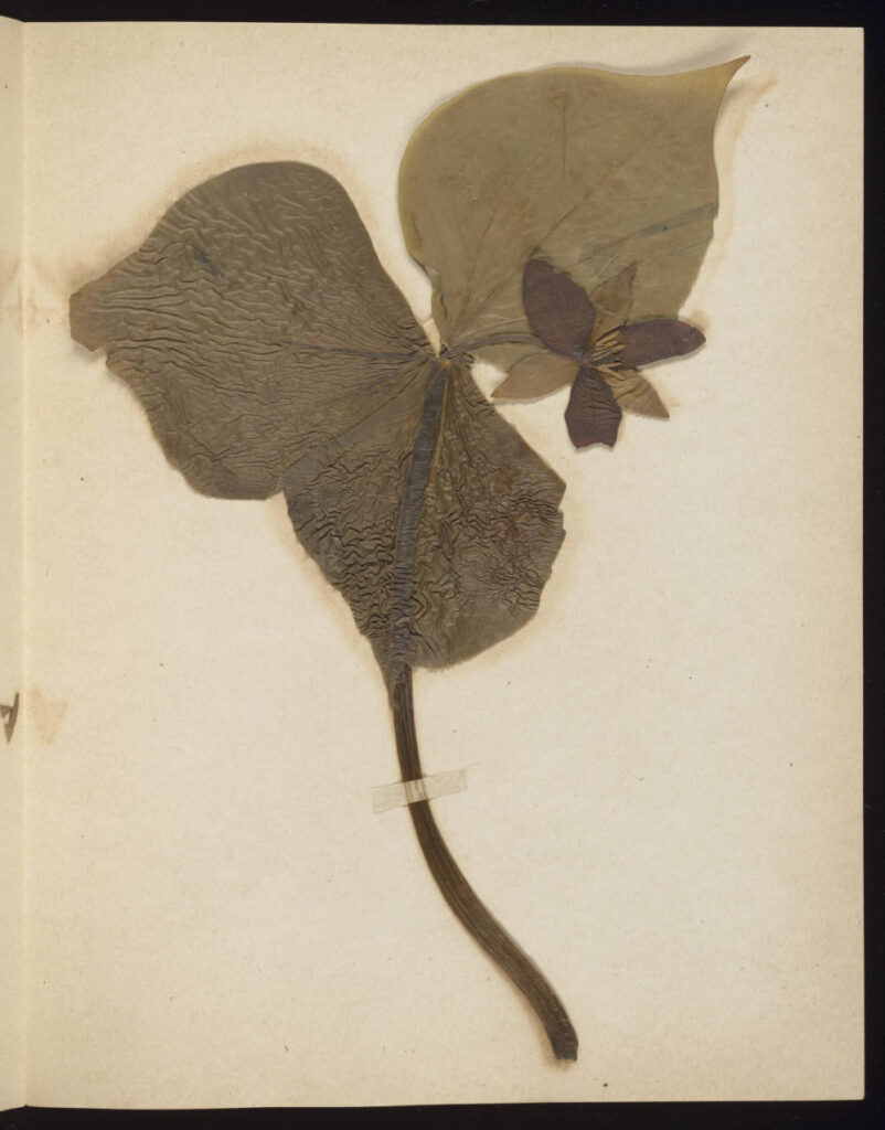 Pressed and mounted trillium specimen on paper