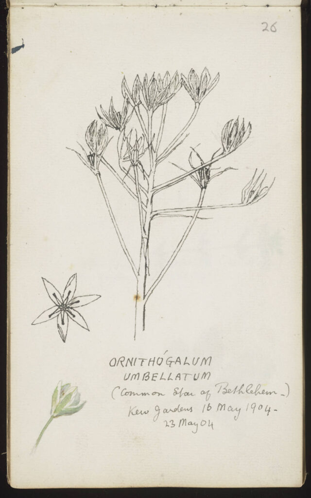 Pen sketch of Star of Bethlehem plant in bound book with notes