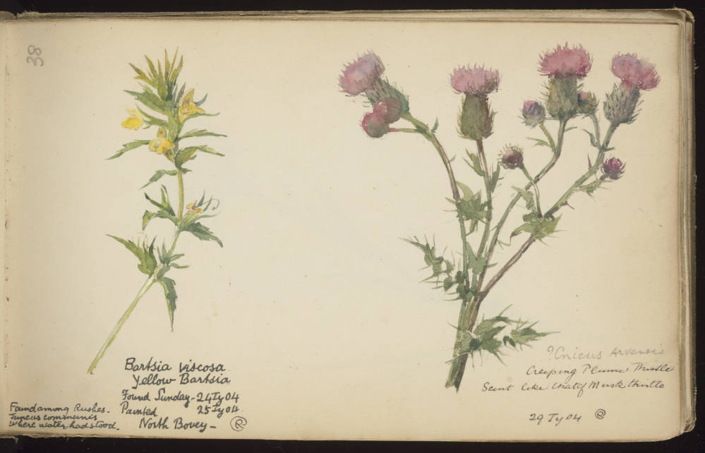 Watercolor paintings of yellow bartsia and purple thistle flowers on sketchbook page with notes
