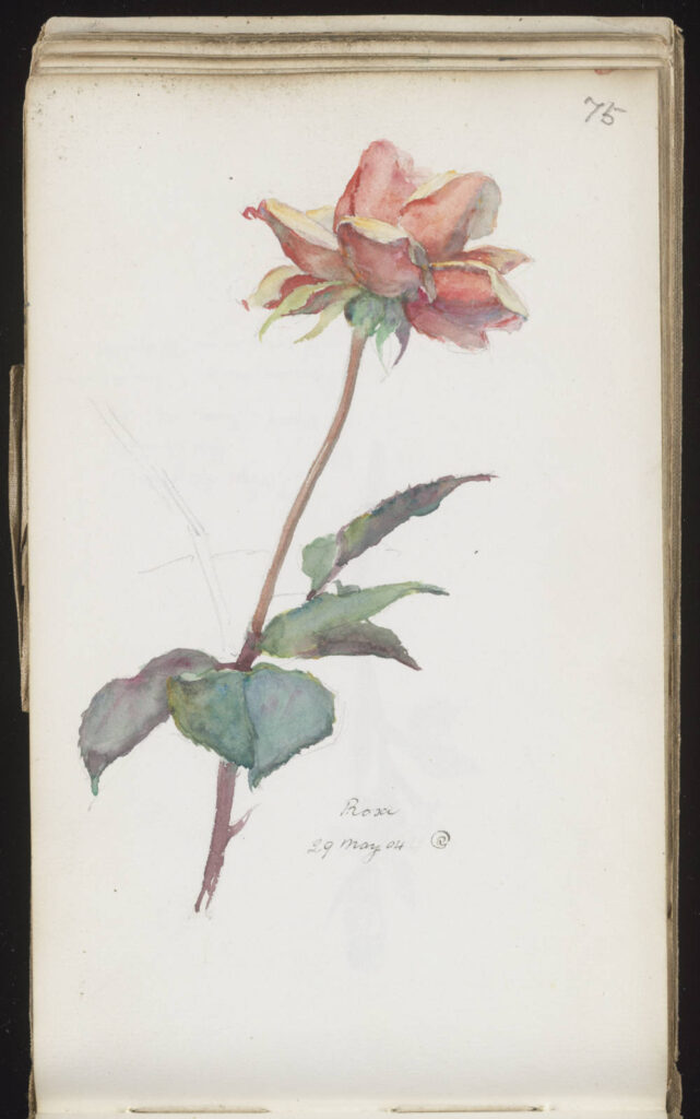 Watercolor painting of pink rose flower with stem in sketchbook