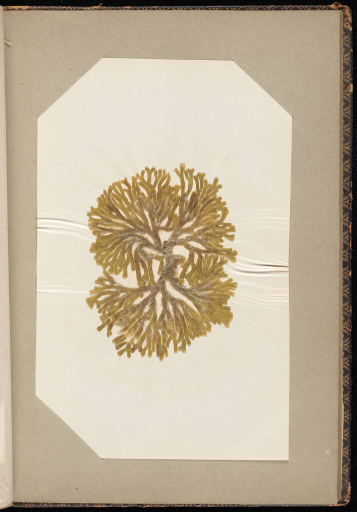 Pressed and mounted seaweed leaves on paper in bound book