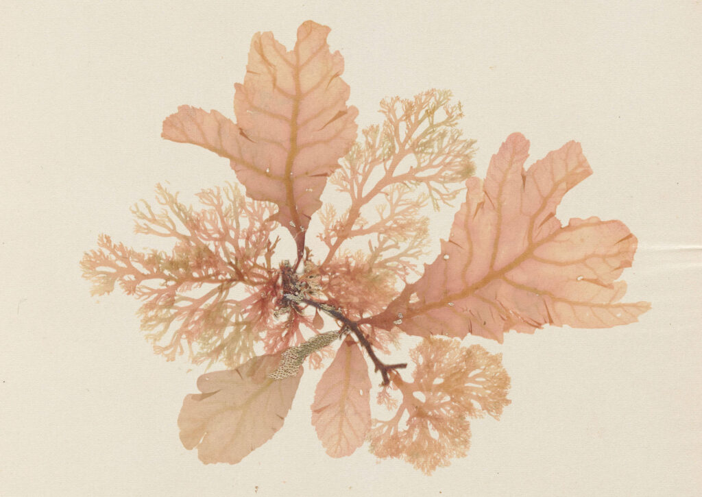 Mounted and pressed seaweed specimen with delicate branching leaves in pink hues