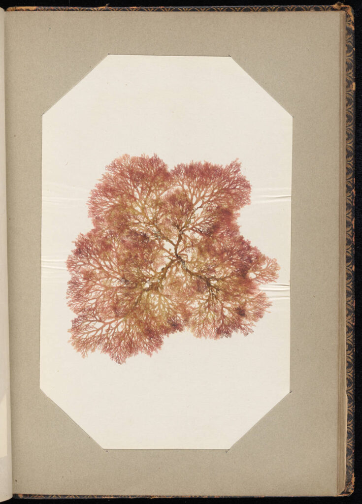 Pressed and mounted seaweed leaves on paper in bound book