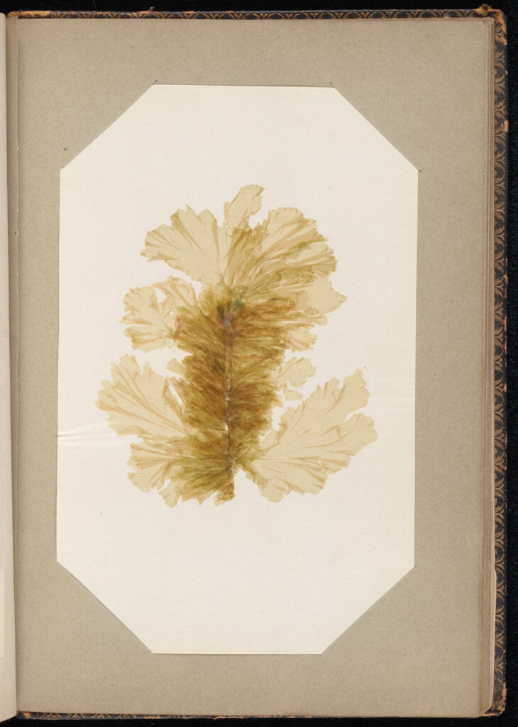 Pressed and mounted seaweed leaves on paper in bound book