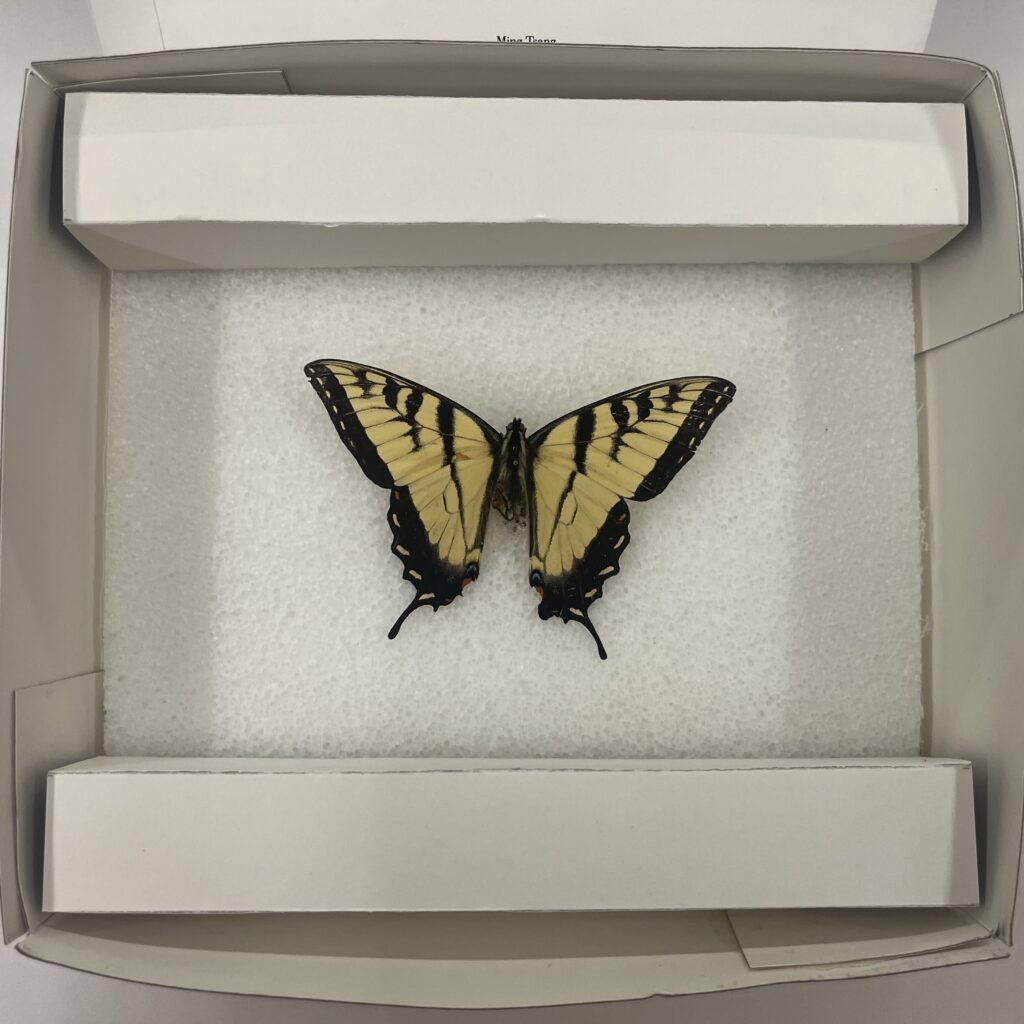 Tiger Swallowtail Butterfly specimen, Type by Ming Tsang.