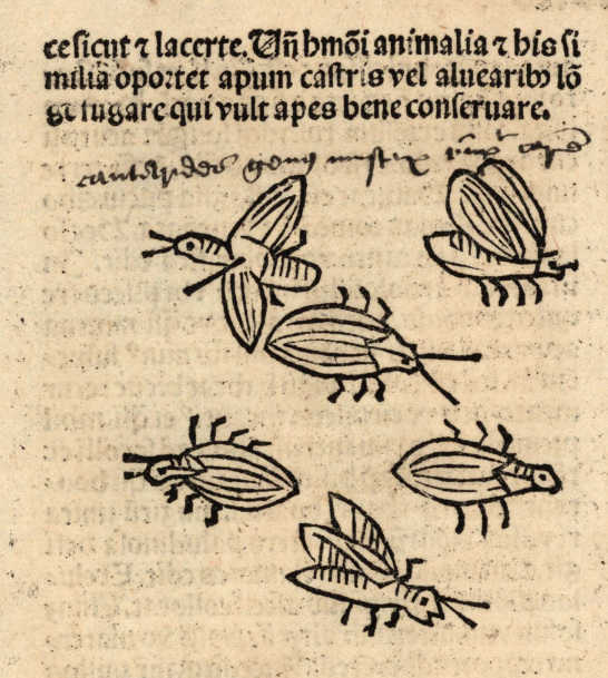 Cropped portion of University of South Florida’s Hortis Sanitatis, featuring a small woodcut of insects and handwritten annotations in a similar script to the annotations on our leaf (pictured to the right). Courtesy of USF Digital Commons. Link to digital item in USF collection.