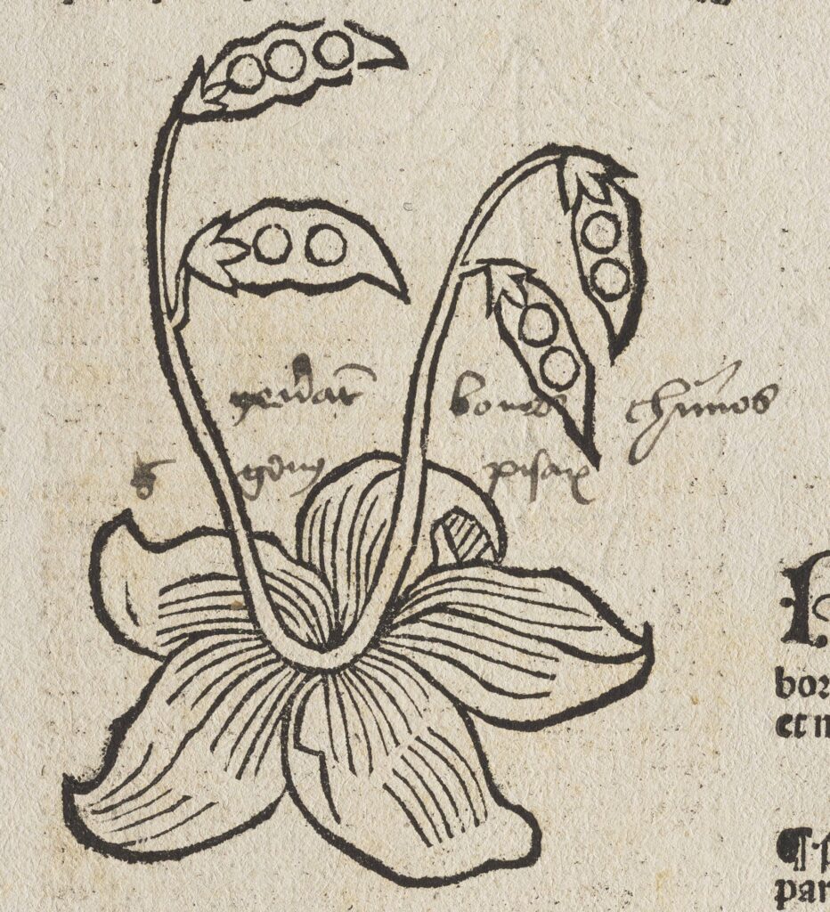 Cropped portion of Ohio University’s Hortus Sanitatis featuring
a woodcut of a flower sprouting pods and handwritten
annotations in a similar script to the annotations on USF’s leaf (pictured to the left). Hortus sanitatis, Germany 1517 (PftP leaf: s01, f042). Link to digital item in our collection.