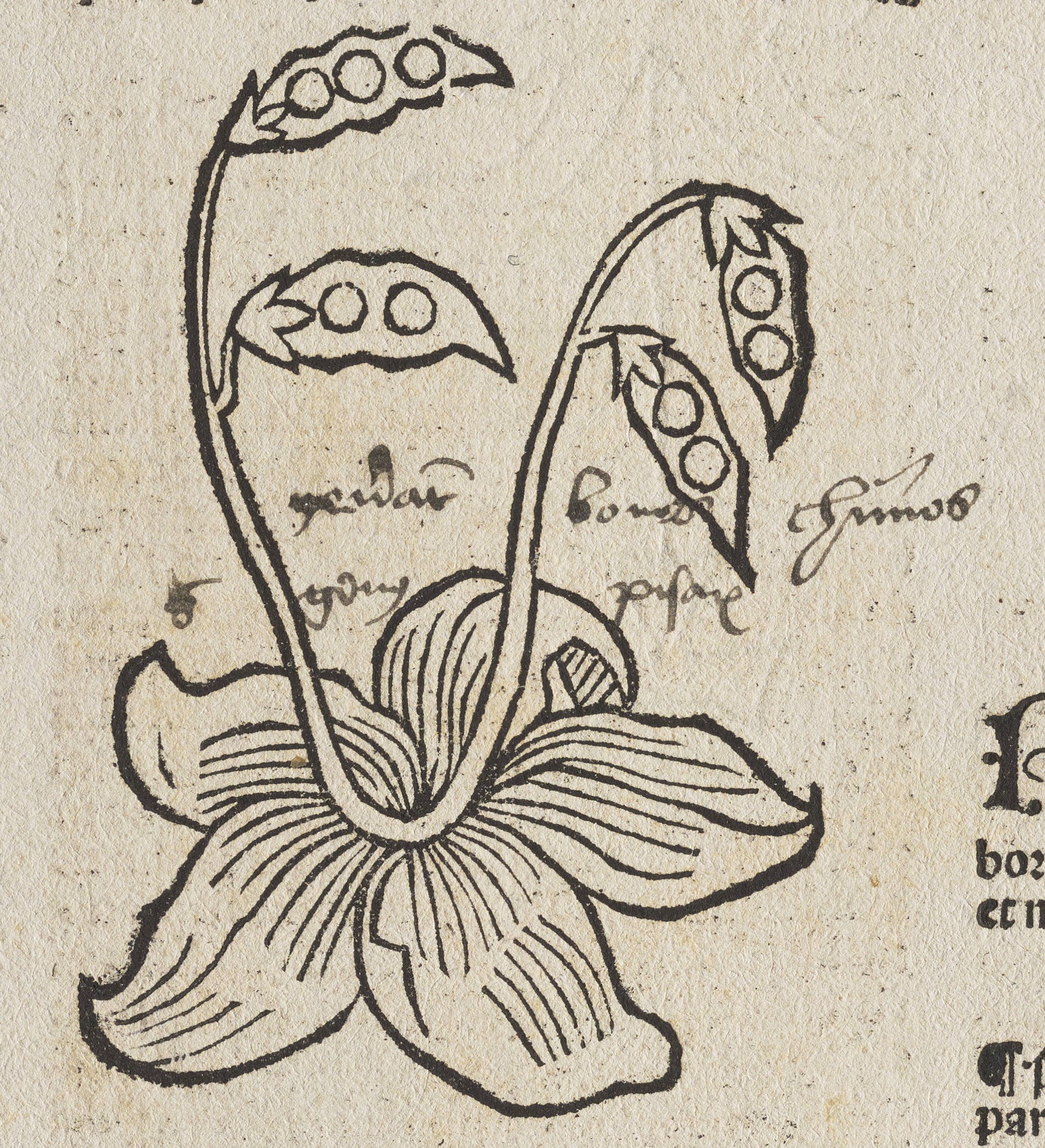“Sincerely, The Foliophiles Inc.”: Untangling the Pages from the Past Portfolio Sets