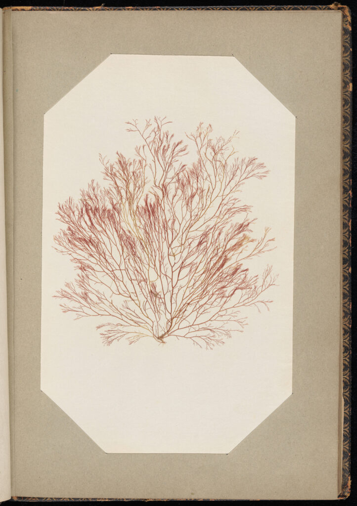 Specimen from Flowers of the Deep, a seaweed specimen book, 1848.