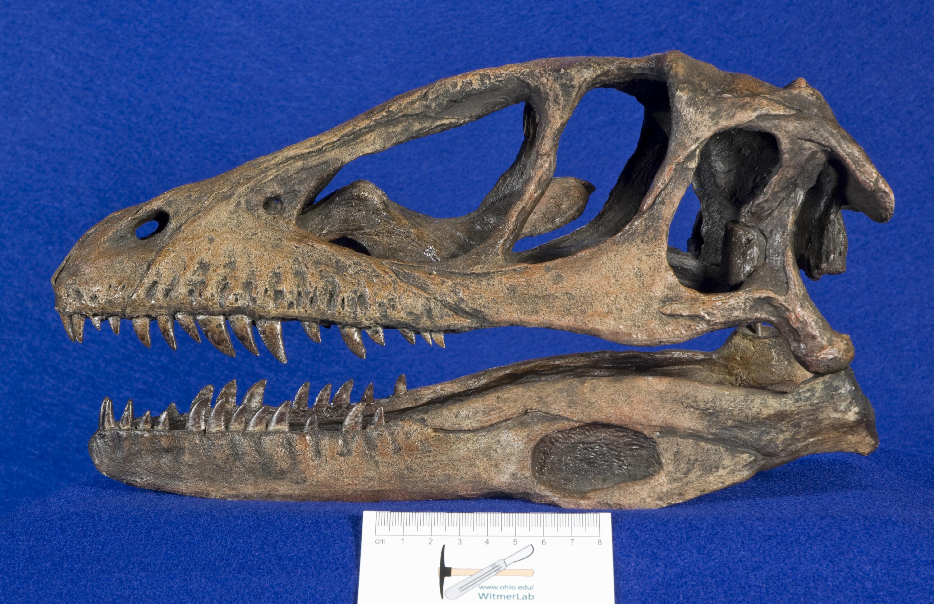 WitmerLab Dinosaur Skull Collection deinonychus